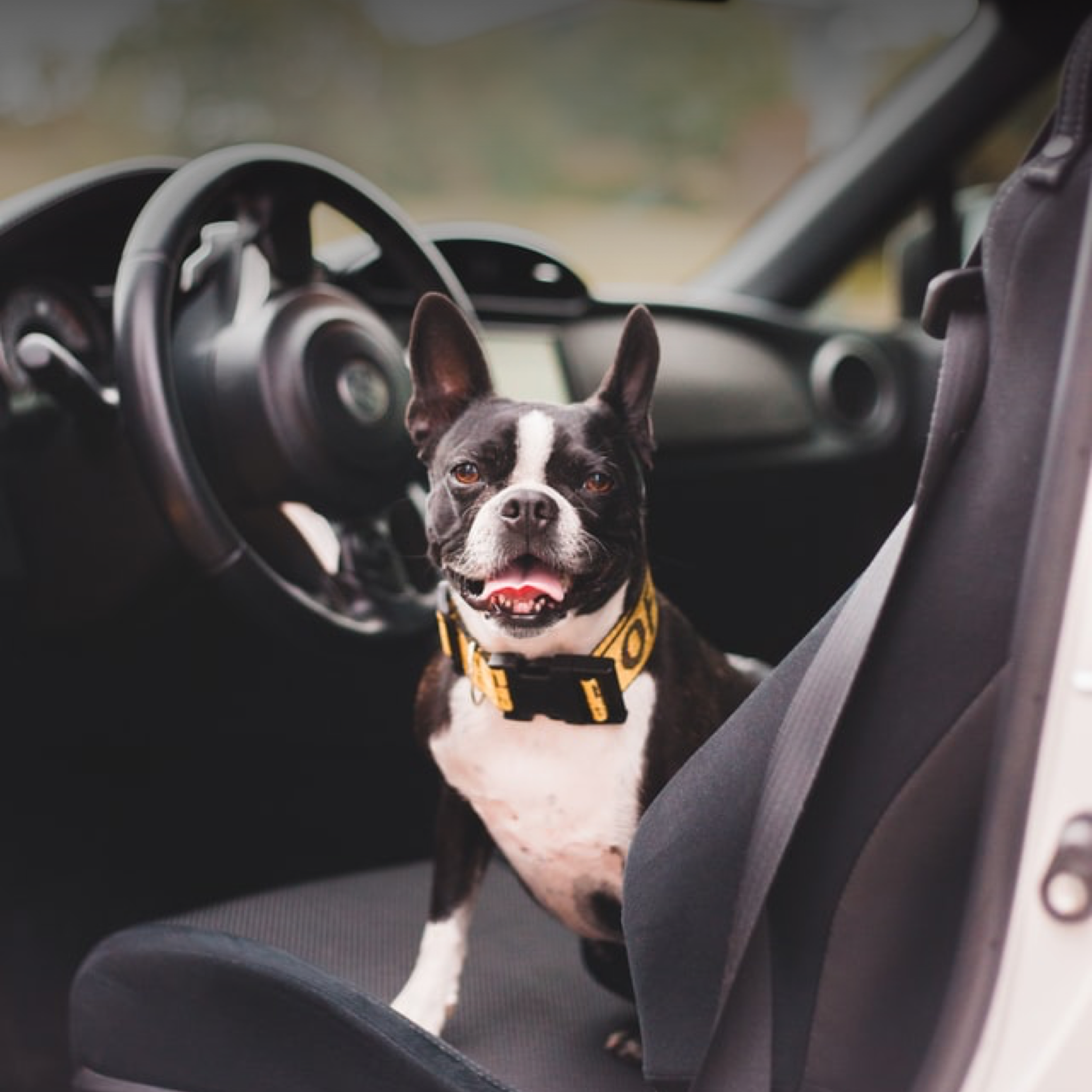 Your Pooch with You on Your Travels