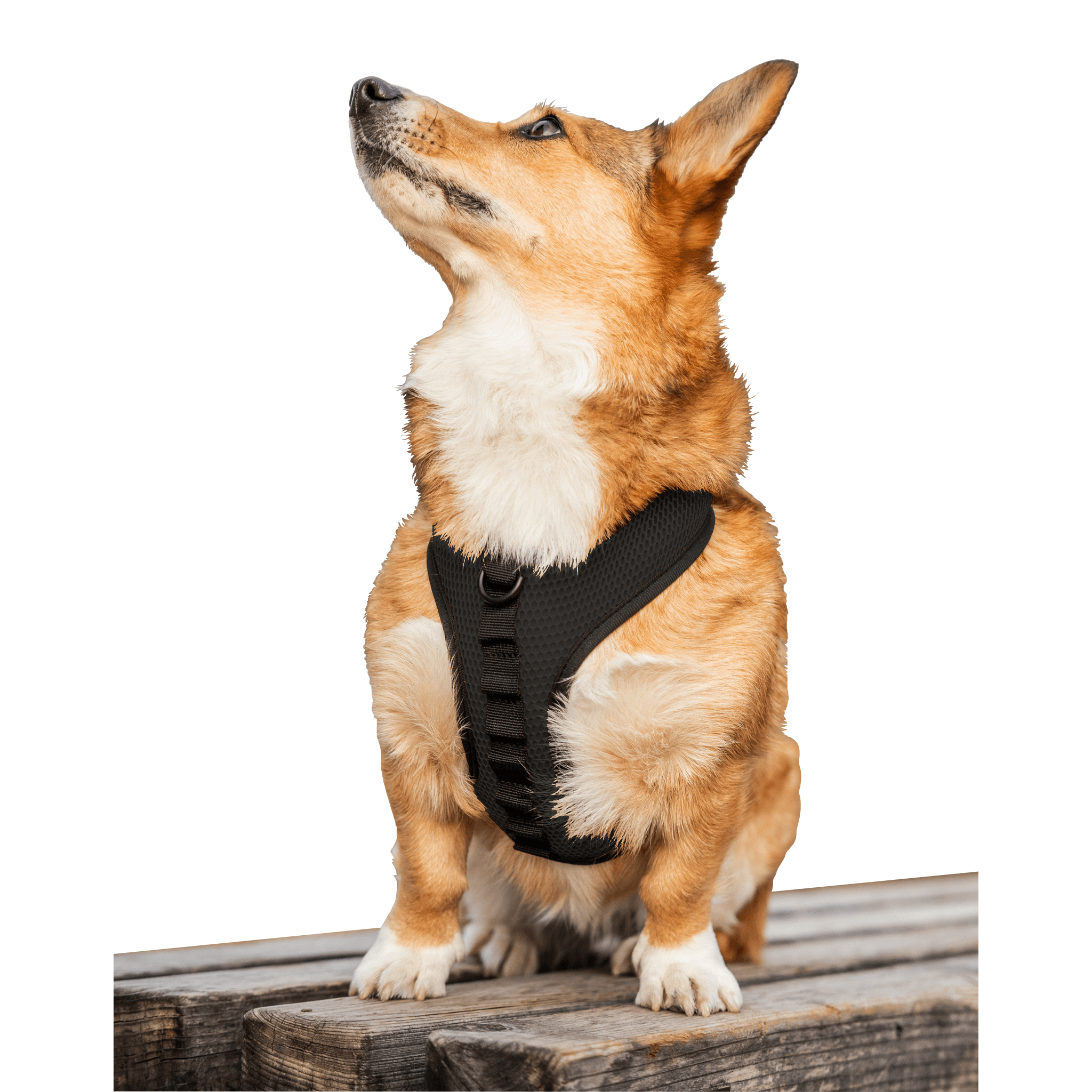 sport harness booster