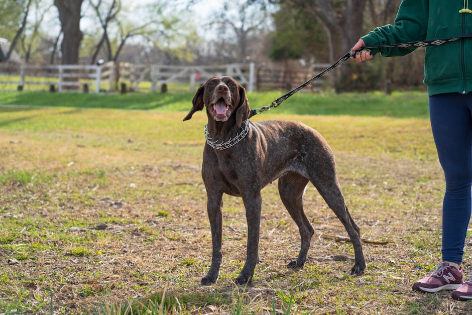 Top Pet Carriers for Small Dogs: Travel in Style!