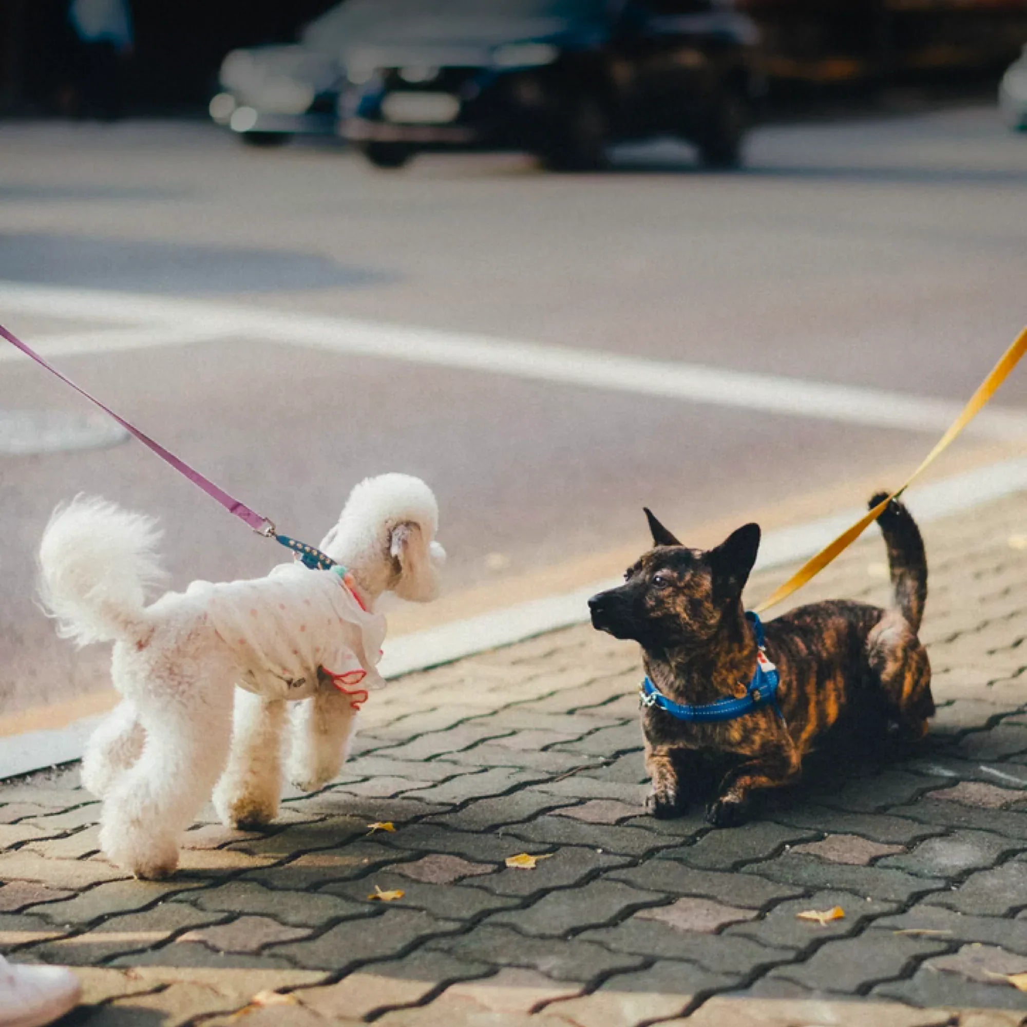 How to Socialize Your Dog Effectively