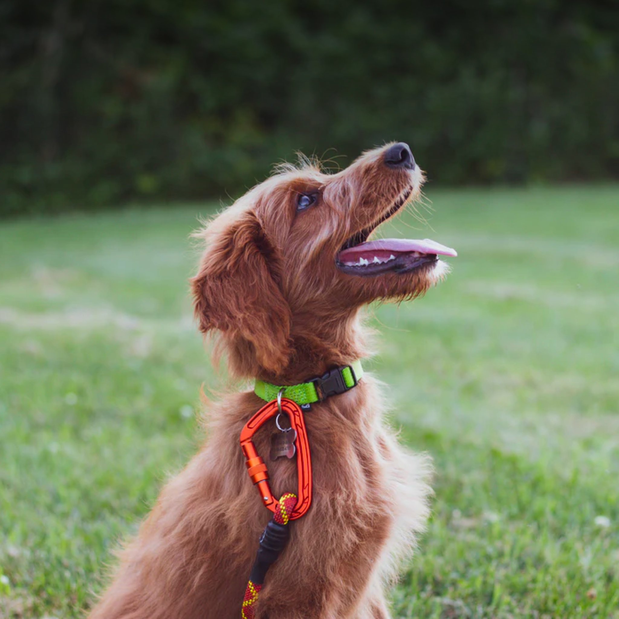 Dog Training Supplies & Gear