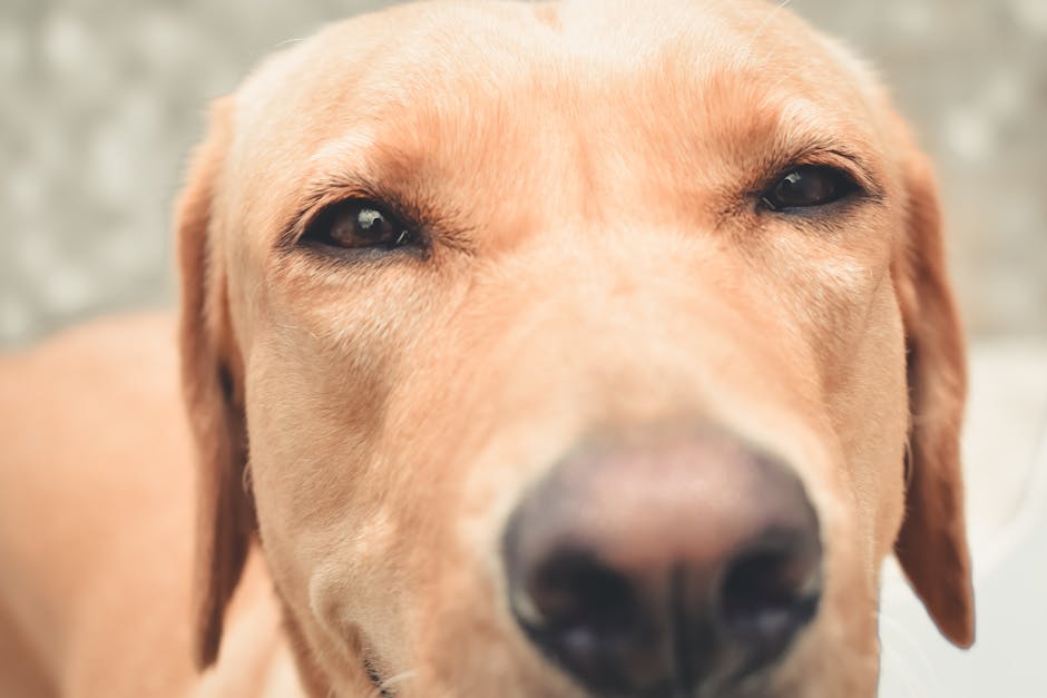 The Most Comfortable Dog Backpacks for Your Adventures!