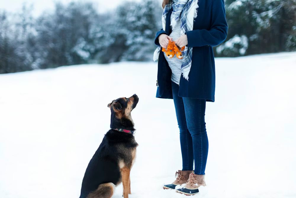 Baby on the Way? Here's How to Get Your Dog Ready