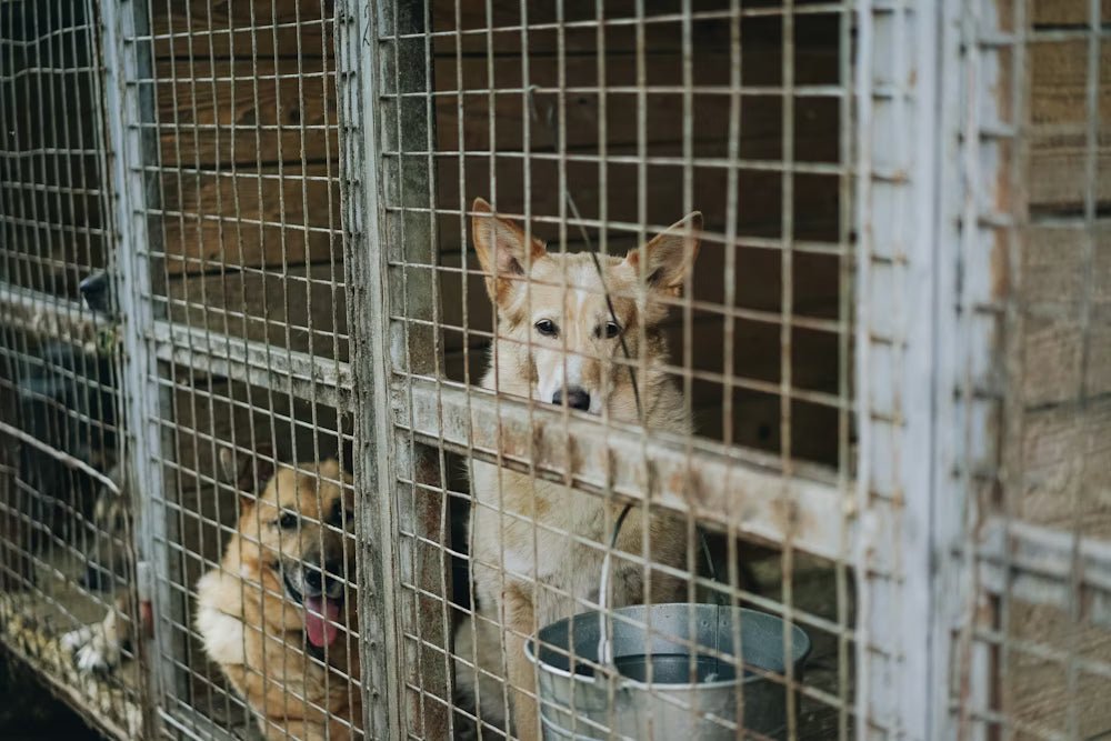 A Step by Step Guide: Dog Adoption & Anxiety