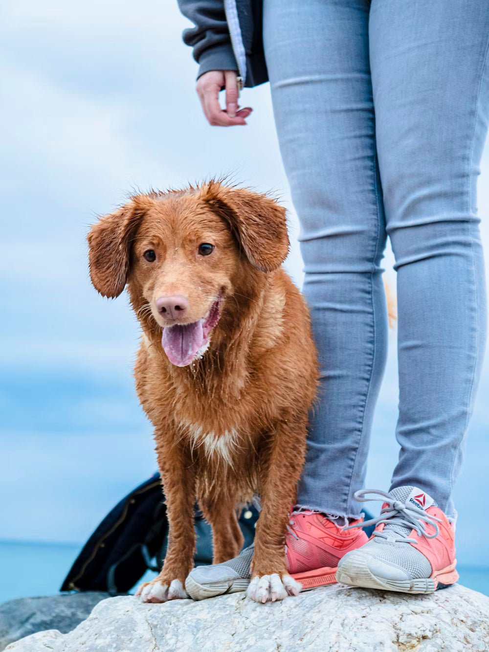 6 Secrets Dog Trainers Don't Want You To Know
