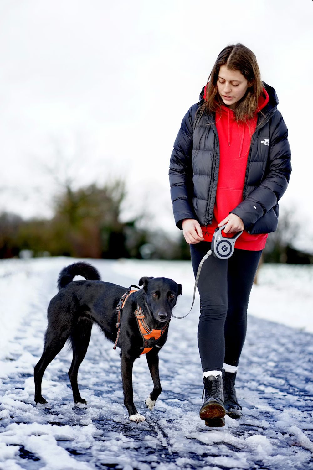 9 Tips For Hiking With Fido