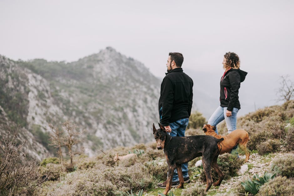 Top Accessories for Hiking with Dogs You Need Today!