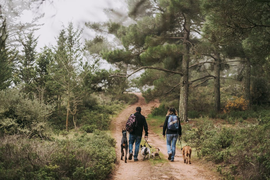 5 Pro Tips When Traveling With Your Dog