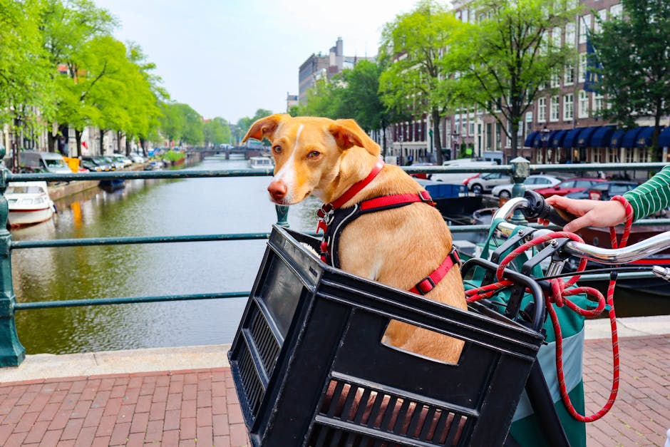 Traveling with Pets: The Ultimate Pet Travel Backpack Guide