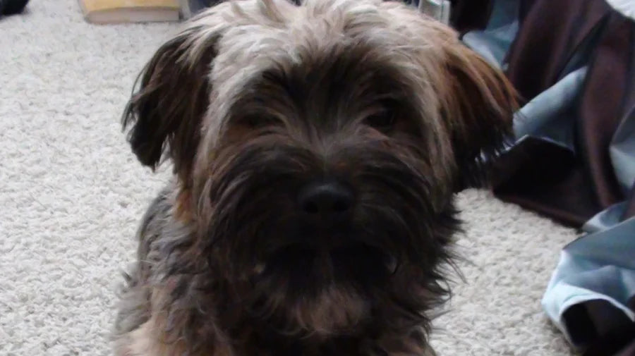Daisy, the rescue terrier found in a dumpster who inspired the original K9 Sport Sack