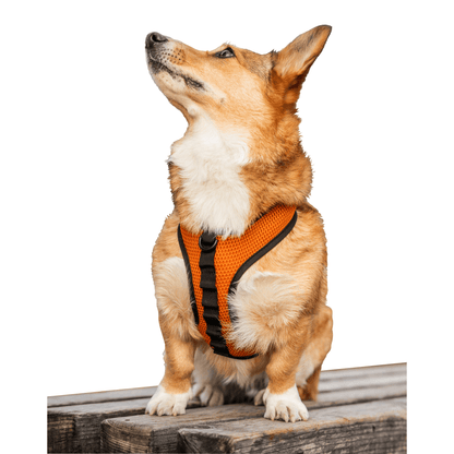 petsafe k9 sport harness