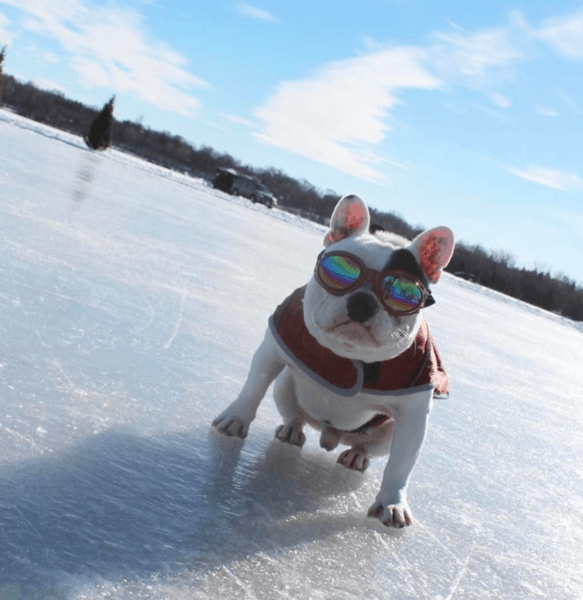 K9 Sport Sack dog ski goggles dog snow goggles